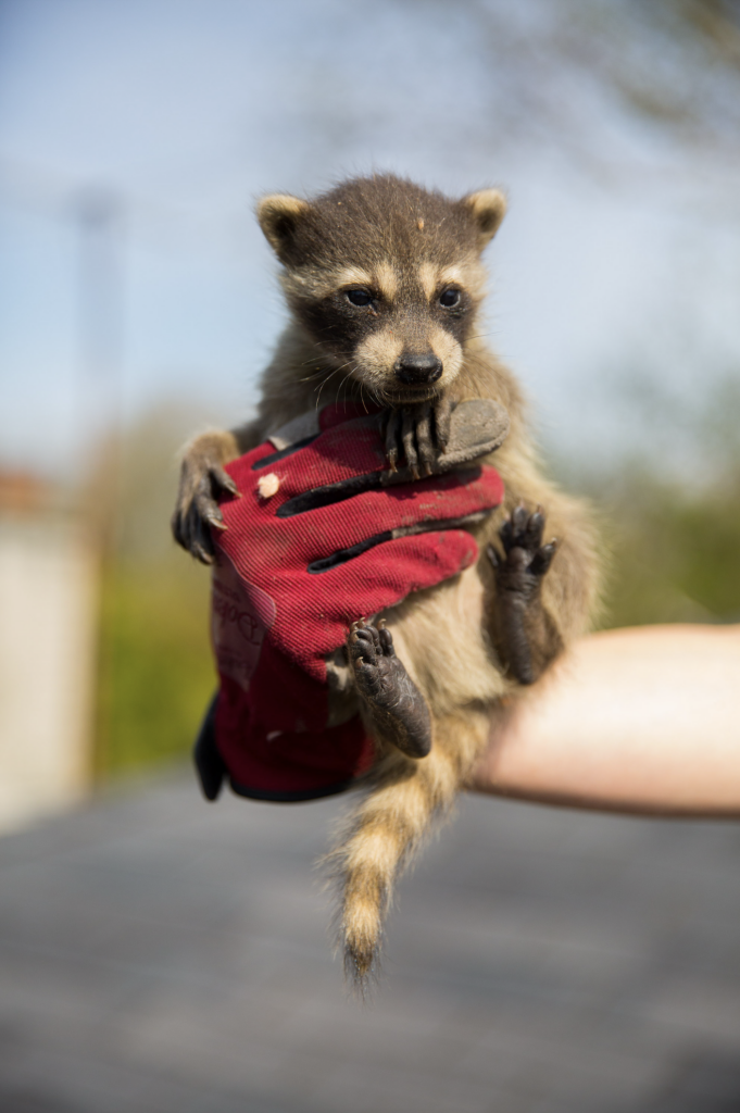 Baby Raccoon